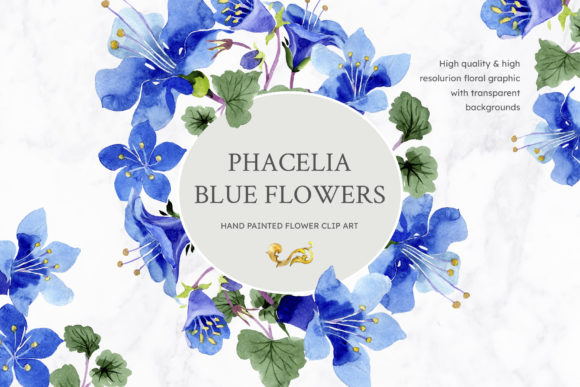 Phacelia or Bellflower Watercolor Clipart in Blue